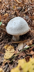 Amanita polypyramis