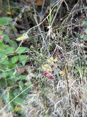 Symphoricarpos orbiculatus