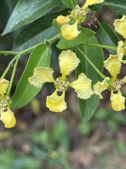 Callaeum macropterum