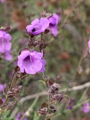Prostanthera