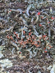 Cladonia floerkeana
