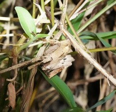 Heteropoda pingtungensis