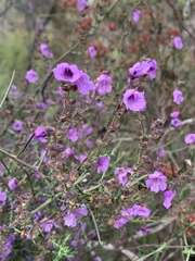 Prostanthera