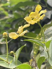 Callaeum macropterum