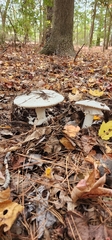 Amanita polypyramis