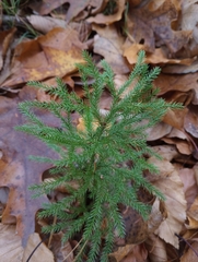 Dendrolycopodium hickeyi