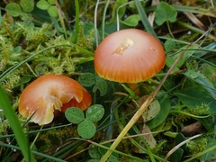 Hygrocybe insipida