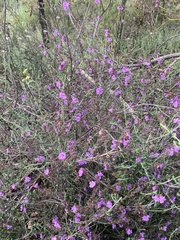 Prostanthera