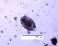 Ostracoda