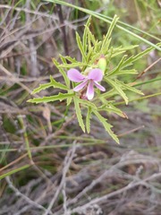 Pelargonium scabrum