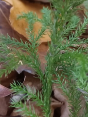 Dendrolycopodium hickeyi