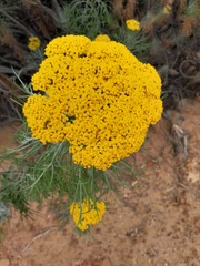 Achillea filipendulina