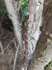 Heteromorpha arborescens abyssinica