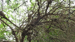 Aloysia gratissima