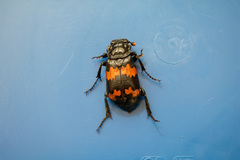 Nicrophorus mexicanus