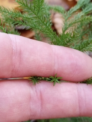 Dendrolycopodium hickeyi