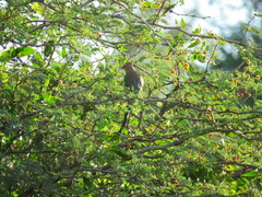 Urocolius indicus lacteifrons