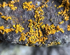 Xanthoria aureola
