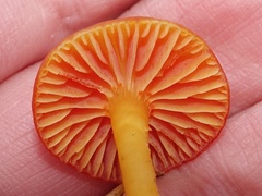 Hygrocybe insipida