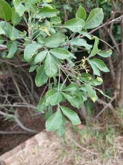 Heteromorpha arborescens abyssinica