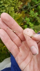 Carex trisperma