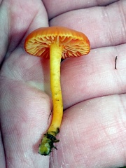 Hygrocybe insipida