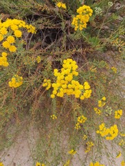 Barkleyanthus salicifolius