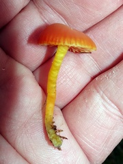 Hygrocybe insipida
