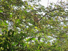 Urocolius indicus lacteifrons