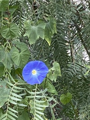 Ipomoea tricolor