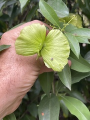 Callaeum macropterum