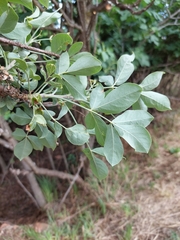 Heteromorpha arborescens abyssinica