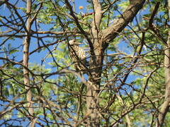 Chloropicus fuscescens