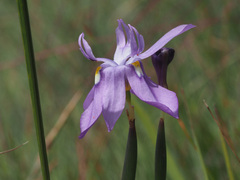 Moraea inclinata
