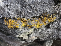 Xanthoria aureola