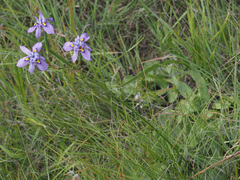 Moraea inclinata