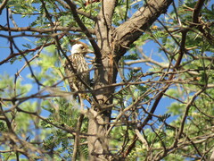 Chloropicus fuscescens