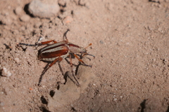 Macrodactylus