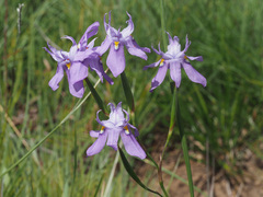 Moraea inclinata