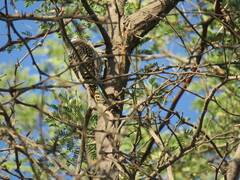 Chloropicus fuscescens