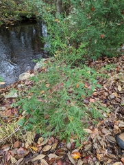 Chamaecyparis thyoides