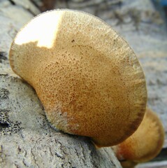 Crepidotus calolepis