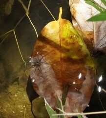 Dolomedes mizhoanus