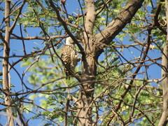 Chloropicus fuscescens