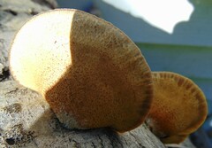 Crepidotus calolepis