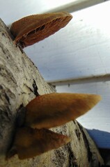 Crepidotus calolepis