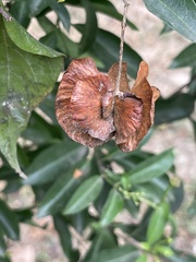 Callaeum macropterum