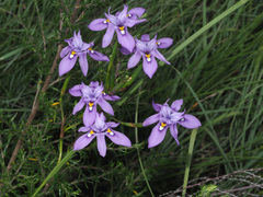 Moraea inclinata