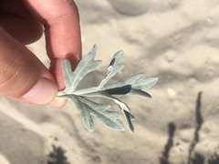 Artemisia stelleriana