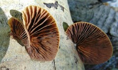 Crepidotus calolepis